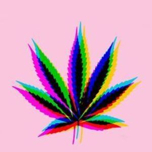 Meet your Posher, Jackson